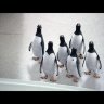 Пингвины мистера Поппера \dvd original\ на DVD